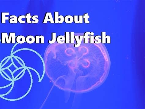 Facts About Moon Jellyfish; Aqua Life Episode 3 - YouTube