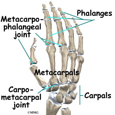 Carpal Metacarpal Joint Injection