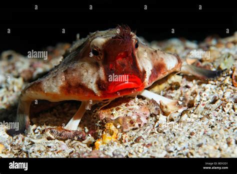 Ogcocephalus darwini red lipped batfish hi-res stock photography and images - Alamy