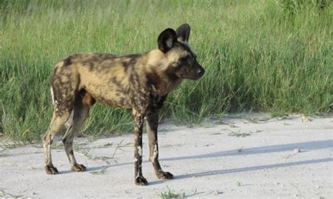 Wildlife Safari Zimbabwe - Lake Kariba, Hwange NP and Victoria Falls