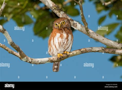 Least pygmy owl hi-res stock photography and images - Alamy