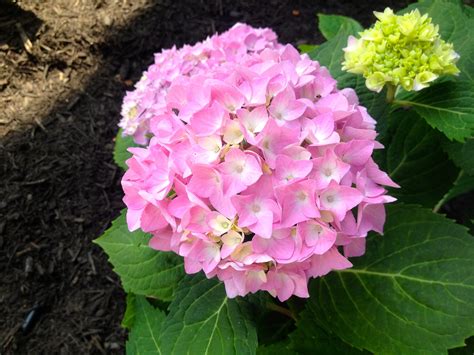 Beautiful endless summer hydrangea, they're available at Progreen Garden Center in Botkins, OH ...