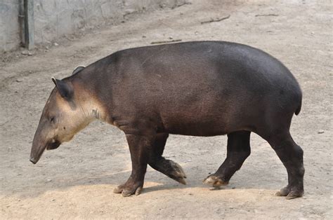 Tapirus | Desenhos