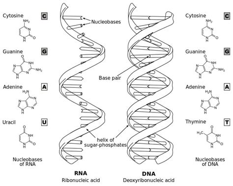 Base Pair - Definition, Rules and Quiz | Biology Dictionary