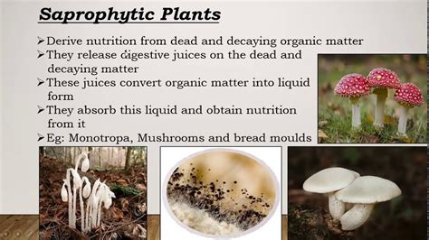 Saprophytic Plants - YouTube