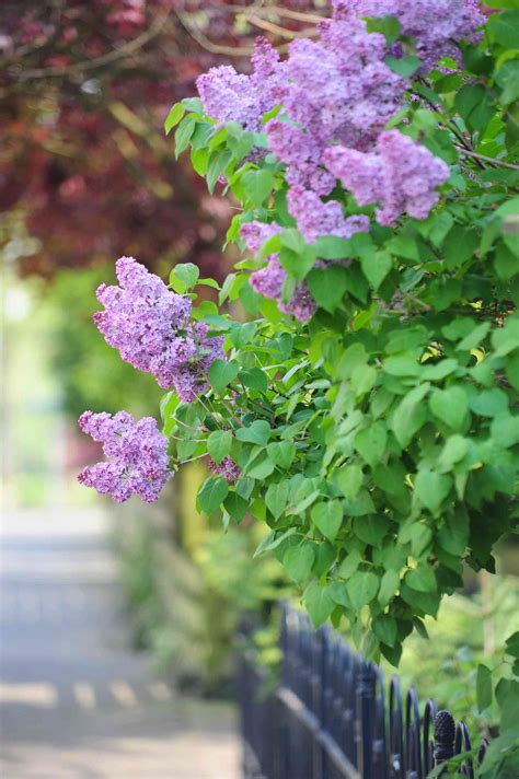 Lilac Bush: Plant Care & Growing Guide