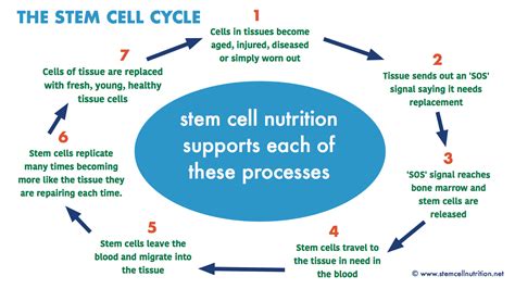 560 stem cell cycle - Stem Cell Nutrition