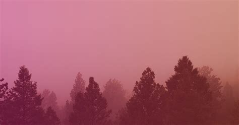 Misty Forest Sunrise | Motion Video Background