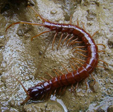 Myriapods Bigal River Biological Reserve | Flickr