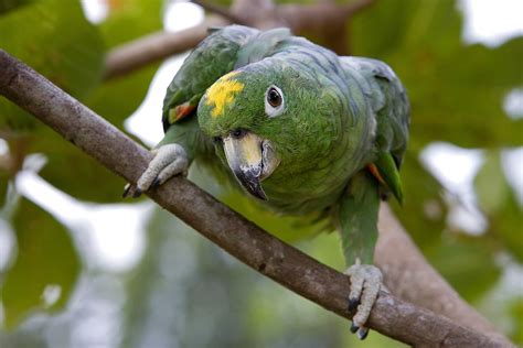 10 Top Amazon Parrot Species as Pets