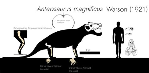 Anteosaurus magnificus schematic by Corallianassa on DeviantArt