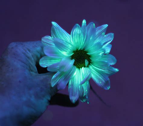 Flower Science Experiment for Kids: DIY Glowing Flowers