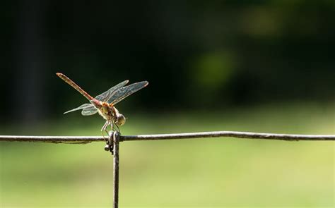 Macro Photography of Dragonfly · Free Stock Photo