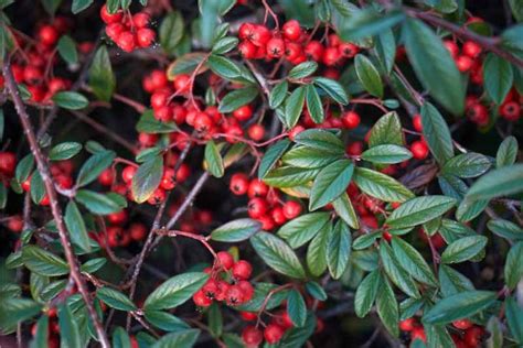 Cotoneaster salicifolius (Willow Leaf Cotoneaster) is a vigorous, evergreen shrub with ...