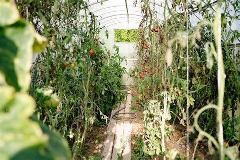 Tomatoes Growing in a Greenhouse · Free Stock Photo