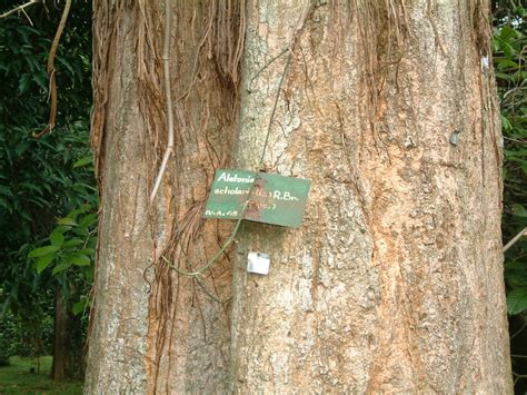 Alstonia scholaris bark - a photo on Flickriver