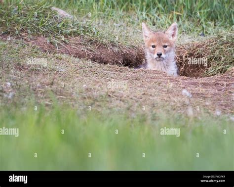 Coyote in the wild Stock Photo - Alamy