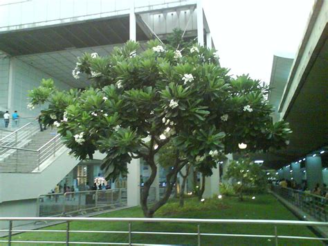 Kalachuchi tree | Garden trees, Plants, Landscape