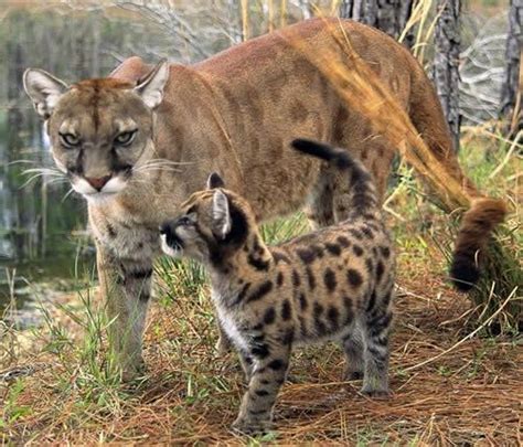 🔥 The endangered Florida Panther and her cub 🔥 : r/NatureIsFuckingLit