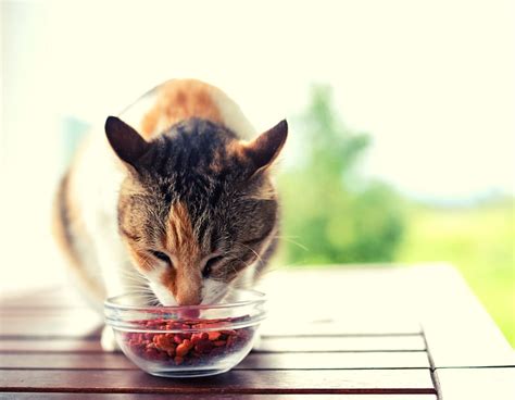 Cat Health and Care - Tips for Keeping Your Cat Happy