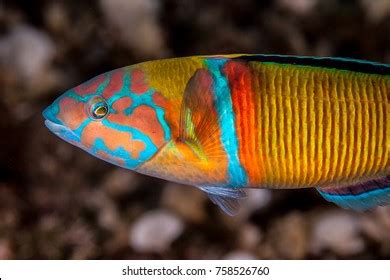 363 Ornate Wrasse Images, Stock Photos & Vectors | Shutterstock