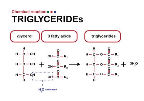 Triacylglycerol Stock Photos, Pictures & Royalty-Free Images - iStock