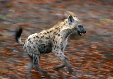 Spotted Hyena Running Photograph by Nigel Dennis