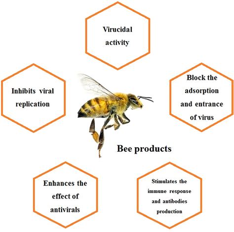 Bee products as a source of promising therapeutic and chemoprophylaxis strategies against COVID ...