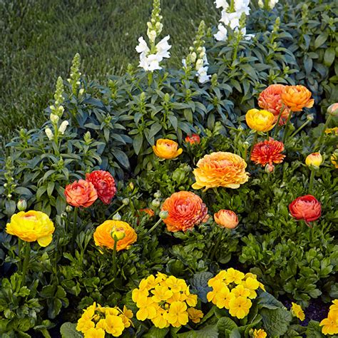 How to Grow Ranunculus | Garden Gate