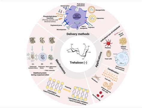 Trehalose in Biomedical Cryopreservation–Properties, Mechanisms, Delivery Methods, Applications ...