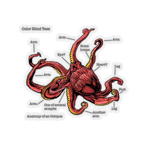 Functional Anatomy: Macroscopic Anatomy And Post-mortem, 40% OFF