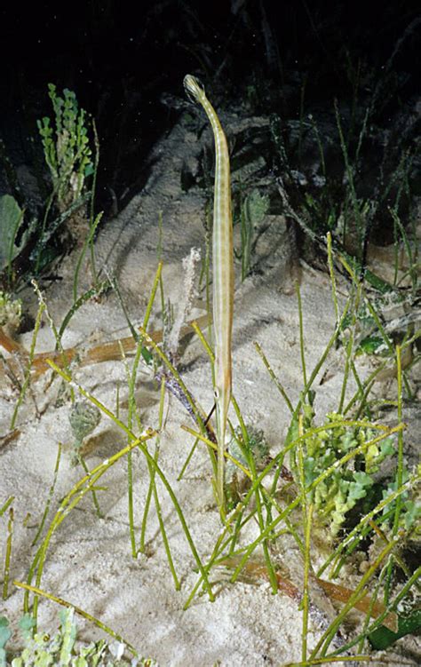 Trumpetfish