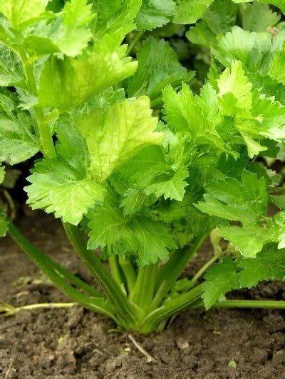 Buy Celery, wild celery Online