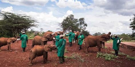 David Sheldrick Wildlife Trust Entrance Fees