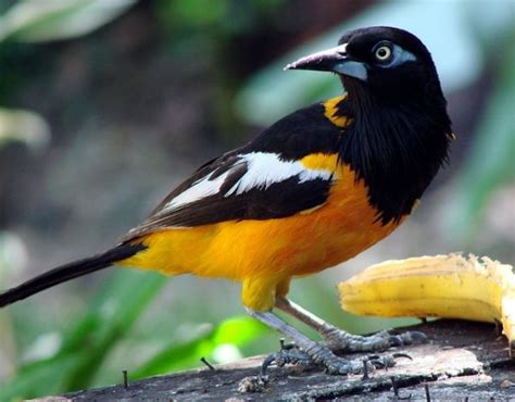 El Turpial (Ave Nacional) | Aves, Aves de compañía, Aves pajaros