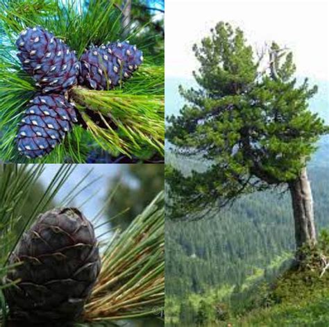 Seeds for Planting, Pinus Cembra Sibirica Seeds, Sibirica Swiss Stone Pine, Sibirian Pine, Bulk ...