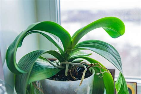 Ultimate Guide to Orchid Plant Light Requirements - Petal Republic