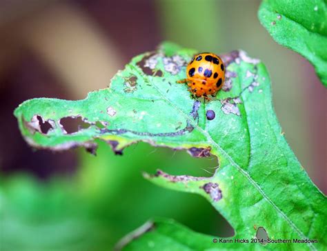 Controlling a Squash Beetle Invasion