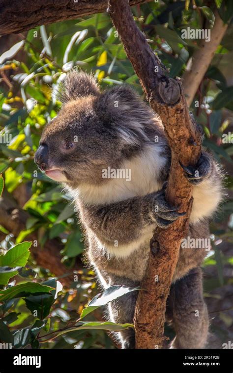 Koala, Australia, Australian wildlife, Eucalyptus trees Stock Photo - Alamy