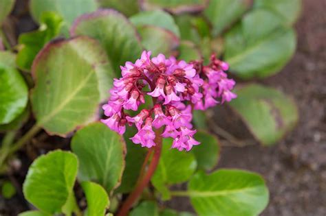 The 23 best Bergenia varieties for the home garden