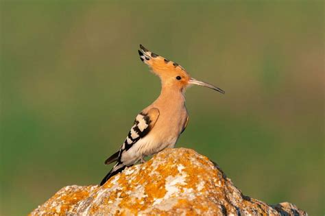 Hoopoe Symbolism - Spirit Animal Totems