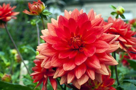 Imagem Da Flor Mais Linda Do Mundo - Últimas Flores