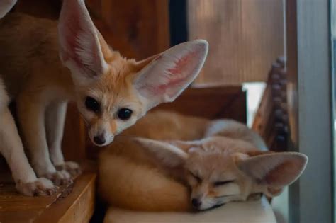 30 Amazing Fennec Fox Facts That Will Leave You in Awe | ExoPetGuides