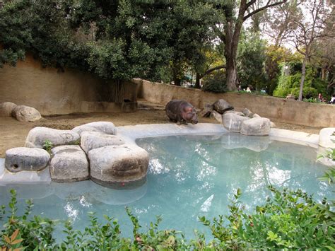 Hippopotamus Habitat - ZooChat