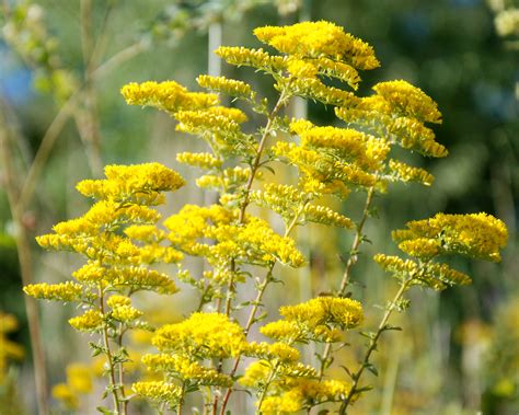 Old Time Kentucky: Despite its poor reputation, goldenrod can’t be ...