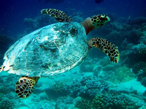 Wildlife of the Chagos islands