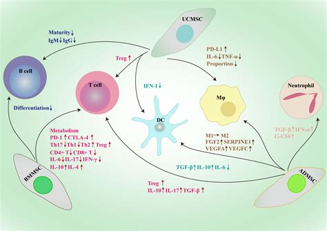 Frontiers | Mesenchymal stem/stromal cells- a principal element for tumour microenvironment ...