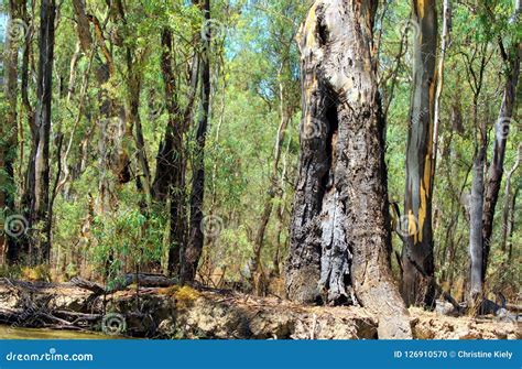 Murray River Redgum Forest stock photo. Image of largest - 126910570