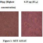 Analyses of Antiproliferative Property of Cleistanthin-A Against A549 ...