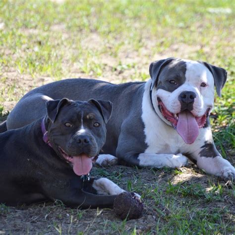 American Pit Bull Terrier Puppies For Sale | Davenport, FL #265496